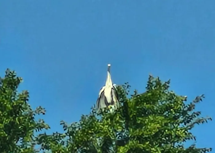 Daire в поляне